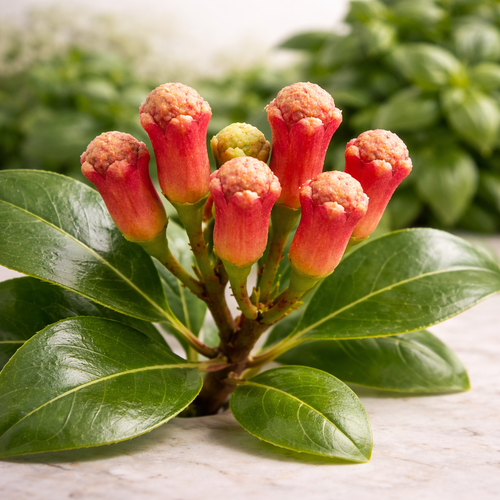 clove-bud-botanical-syzygium-aromaticum.jpg