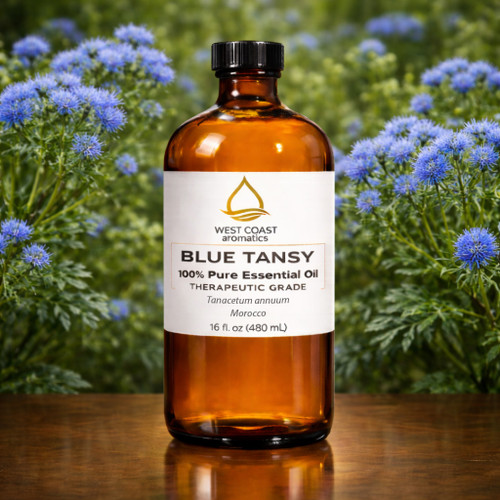 West Coast Aromatics Blue tansy (Tanacetum annuum) Morocco 100% pure essential oil, therapeutic grade