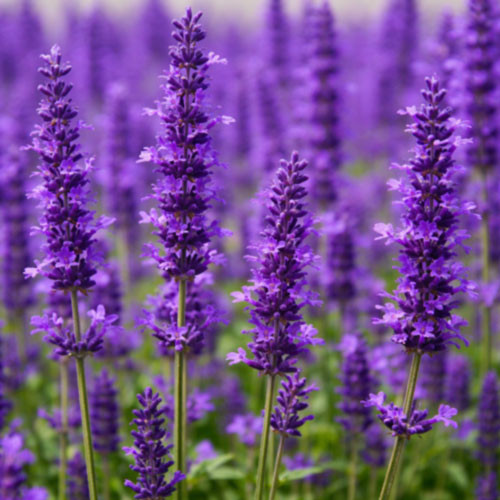 Close up view of lavender spike grown in Spain, featuring broad lavender flower spikes and aromatic green stems in a natural field setting. The image highlights the flowering aerial plant material commonly harvested for steam-distilled spike lavender essential oil, emphasizing botanical identity, camphoraceous aromatic character, and regional cultivation without added props or packaging.