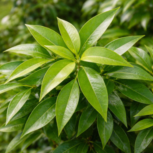 Lemon Myrtle (Backhousia citriodora) leaves grown in Australia, showing the fragrant foliage used in the distillation of lemon myrtle essential oil. This image represents lemon myrtle oil supplied by West Coast Aromatics for aromatherapy, fragrance creation, personal care formulations, and professional manufacturing, available in quantities ranging from small orders to bulk supply.