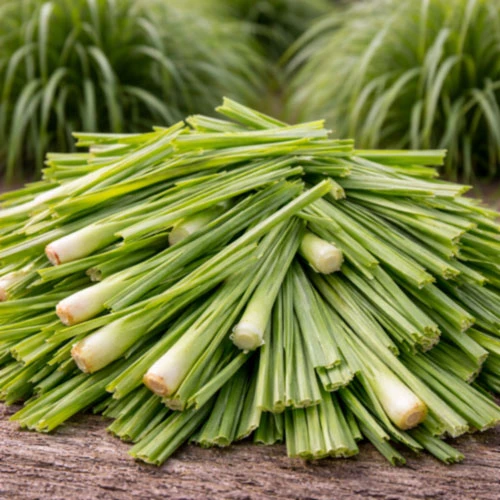Lemongrass (Cymbopogon citratus) leaves cultivated in India, showing the tall aromatic grass used in the production of lemongrass essential oil. This image represents lemongrass oil supplied by West Coast Aromatics for aromatherapy, fragrance and flavor applications, personal care formulations, and professional manufacturing, available from small quantities to bulk supply.