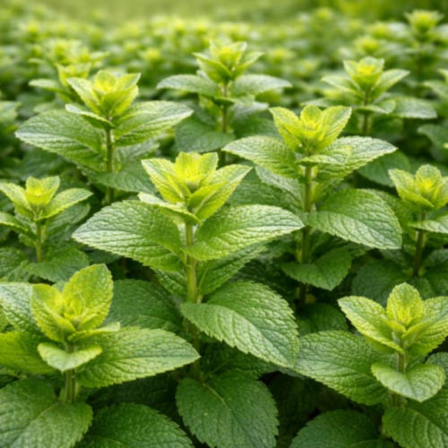 Peppermint Supreme (Mentha piperita) leaves cultivated in the United States, showing the fresh botanical material used in the production of peppermint supreme essential oil. This image represents peppermint oil supplied by West Coast Aromatics for aromatherapy, flavor applications, personal care formulations, and professional manufacturing, available in formats ranging from small quantities to bulk supply.