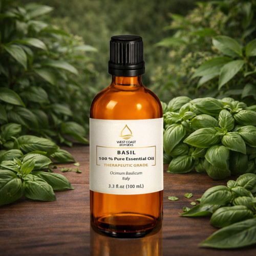 West Coast Aromatics Basil (Ocimum basilicum) Italy 100% pure essential oil, therapeutic grade