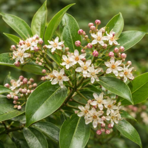 Close-up view of ravensara aromatica grown in Madagascar, showing glossy green leaves and delicate pale flowers in natural forest conditions. The image highlights the botanical plant material commonly harvested for steam-distilled ravensara essential oil, emphasizing species identification, regional origin, and natural growth without added props or packaging.