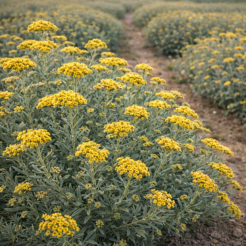 Close up view of helichrysum italicum grown in Italy, featuring golden-yellow blossoms and fine silvery foliage in natural light. The image highlights the flowering aerial plant material commonly harvested for steam-distilled helichrysum essential oil, emphasizing botanical identity, aromatic character, and Mediterranean growing origin without added props or packaging.
