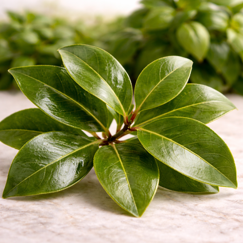 clove-leaf-fresh-botanical-syzygium-aromaticum.jpg