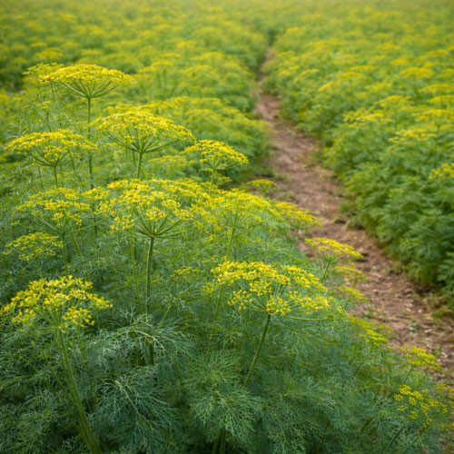 A thriving field of dill plants in bloom displays delicate yellow flower clusters rising above soft, feathery green foliage, arranged in orderly growing rows. This image highlights the botanical source of dill essential oil, traditionally distilled from the flowering tops and seeds, and valued for its fresh, herbaceous aroma widely used in aromatherapy, flavor, and fragrance applications.