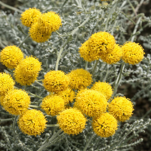 Clusters of vibrant yellow helichrysum flowers bloom atop slender stems with soft, silvery foliage. This aromatic plant is the botanical source of helichrysum essential oil, traditionally steam distilled from flowering tops and valued in skincare, aromatherapy, and perfumery for its warm, herbaceous, and slightly honeyed aroma profile.