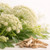 Angelica root (Angelica archangelica), France
