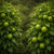 Fresh green bergamot fruit on leafy branches in a lush citrus grove.