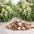 Fresh camphor tree branches with glossy green leaves and delicate white blossoms, arranged behind a small pile of pale camphor wood chips on a light background, representing Camphor essential oil from China.