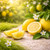 Lemon fruit and blossoms (Citrus limon), Italy