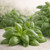 Fresh sweet basil leaves (Ocimum basilicum), Italy