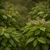 Holy Basil (Tulsi) in the field