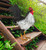 Sussex Rooster Decor 15"