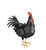 Black Rooster Decor LG