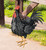 Black Rooster Decor LG