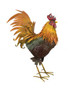 Napa Rooster Decor 34"