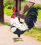 Black & White Rooster Decor 14"