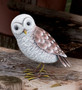 Barn Owl - SM