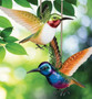 Hummingbird Bouncie Set/2 - Coronet/Ruby