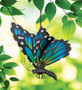 Butterfly Bouncie - Blue Monarch