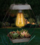 Edison Succulent Solar Lantern - Diamond