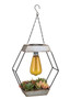 Edison Succulent Solar Lantern - Diamond