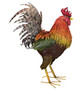 Napa Rooster Decor- Big Daddy