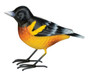 Bird Decor - Oriole