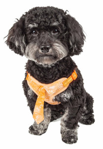 Pet Life  'Bonatied' Mesh Reversible And Breathable Adjustable Dog Harness W/ Designer Neck Tie Pet Life  'Bonatied' Mesh Reversible And Breathable Adjustable Dog Harness W/ Designer Neck Tie