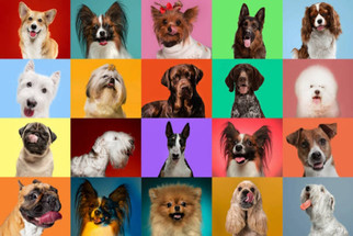 Pet Care Essentials: Must-Have Supplies for Your Furry Friends Pet Care Essentials: Must-Have Supplies for Your Furry Friends