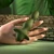 Rocket Plug Silicone Rechargeable Tapping Vibrator by Selopa SL-RS-7890-2