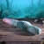 Tentacle Thruster Silicone Rechargeable Thrusting Suction Remote Control Vibrator by Gender X GX-RS-7869-2