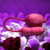 Wild Rose Flower Vibrator with Rose Clitoral Stimulator by Evolved Novelties EN-RS-1225-2
