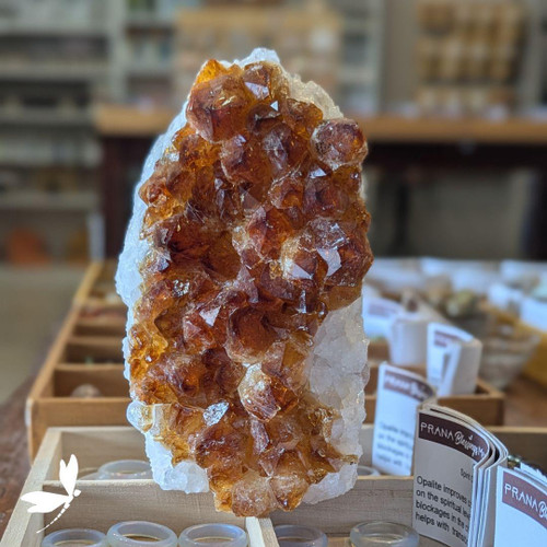 Large 7-inch Citrine Cluster with cut base featuring golden crystal points displayed at Prana Blessings Metaphysical Shop in Santa Fe — stone of abundance, joy, and manifestation. Large 7-inch Citrine Cluster with cut base featuring golden crystal points displayed at Prana Blessings Metaphysical Shop in Santa Fe — stone of abundance, joy, and manifestation.
