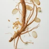 BEAUTY OF JOSEON Revive Eye Serum : Ginseng + Retinal 30ml
