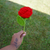 Close up of the red crochet rose flower with one leaf