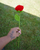 Full red Crochet Rose with one leaf on one stem