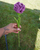 Full Crochet Carnation Flower in the color Purple with two leaves