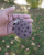 A Handmade crochet Cookie Keychain front view