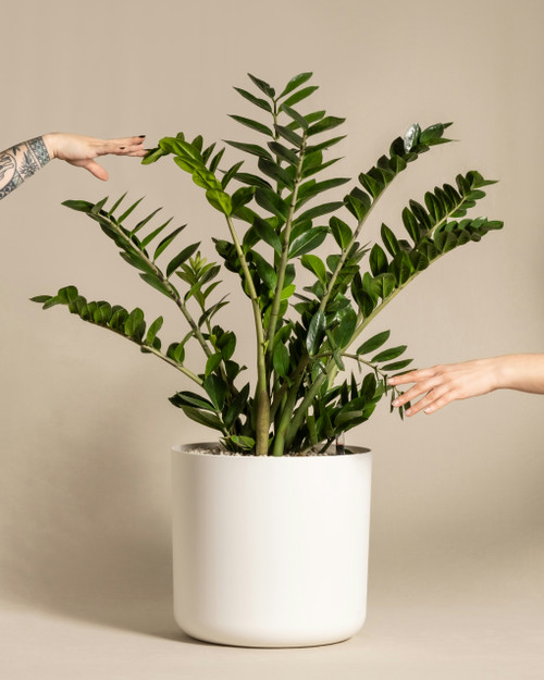 ZZ Plant catalog override