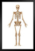 Full Human Skeleton Frontal View Detailed Illustration Medical Chart Art Print Stand or Hang Wood Frame Display Poster Print 9x13