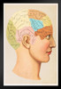 Phrenology Human Brain Skull Anatomy Vintage Illustration 1891 Educational Chart Diagram Art Print Stand or Hang Wood Frame Display 9x13