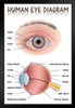 Human Eye Anatomy Medical Chart Educational Diagram Art Print Stand or Hang Wood Frame Display Poster Print 9x13