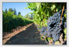 Clusters of Grapes on the Vines at a Vineyard Photo Photograph White Wood Framed Poster 20x14