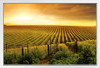 Stunning Wine Vineyard Sunset Barossa Valley Photo Photograph White Wood Framed Poster 20x14