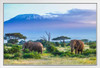 Majestic Elephant Couple Mount Kilimanjaro Volcano Tanzania Africa Animals Grazing Photo Photograph Colorful Landscape White Wood Framed Art Poster 20x14