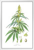 Cannabis Plant Marijuana Botanical Engraving 1857 White Wood Framed Poster 14x20