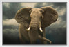 African Elephant Under Cloudy Stormy Sky Photo African Elephant Wall Art Elephant Posters For Wall Elephant Art Print Elephants Wall Decor Photo Elephant Tusks White Wood Framed Art Poster 14x20